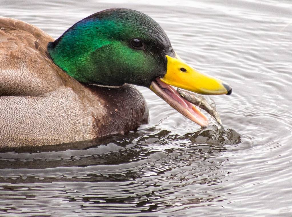 Fish-Eating Mallard by Ingrid Taylar is licensed under CC BY-NC 2.0